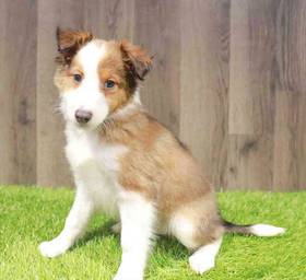 Sheltie