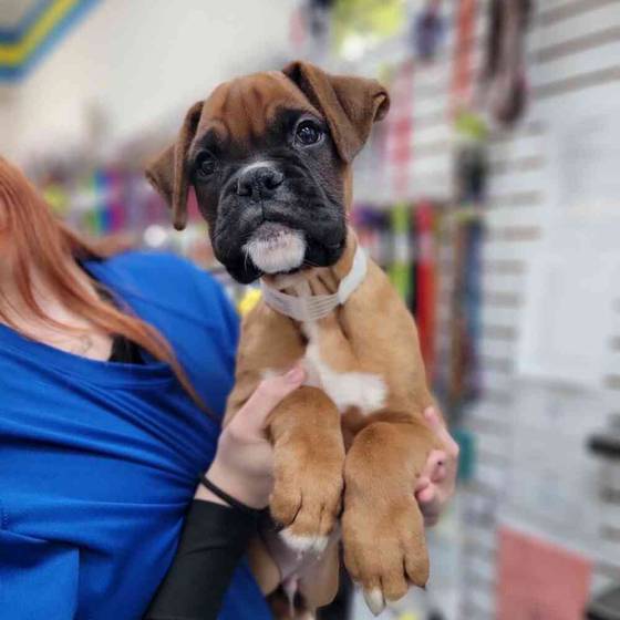 Boxer Puppy for sale Pet Zone Queensbury