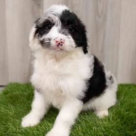 Mini Aussiedoodle