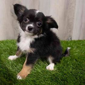 Chihuahua