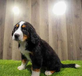Bernese Mountain Dog