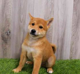 Shiba Inu