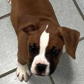 Boxer