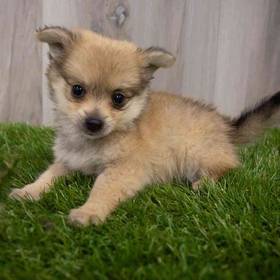 PomChi