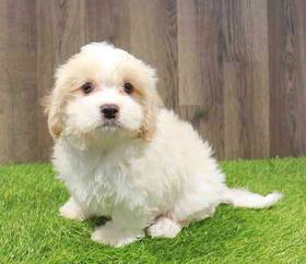Cavachon