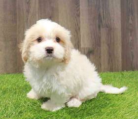 Cavachon