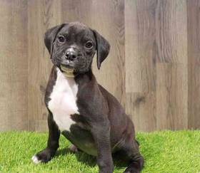Boxer