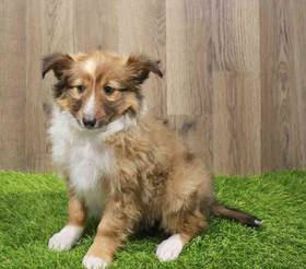 Sheltie