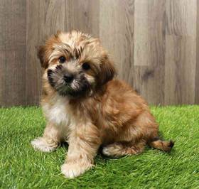 Morkie