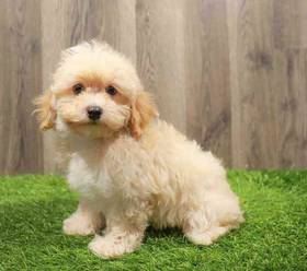 Cockapoo