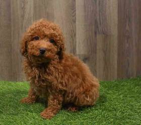 Poodle