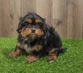 Cavapoo