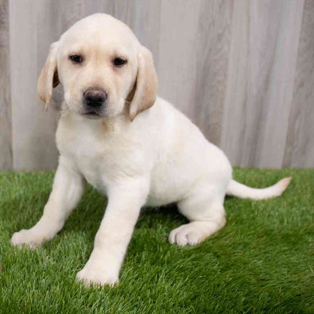 Labrador Retriever Puppy for sale Pet Zone Poughkeepsie