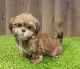 Lhasa Apso