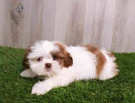 Shih Tzu