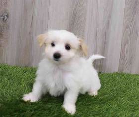 Morkie