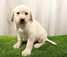 Labrador Retriever