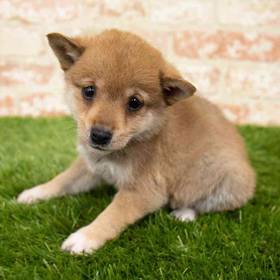 Shiba Inu