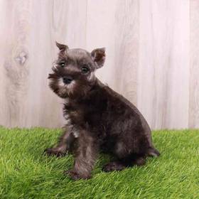 Mini Schnauzer