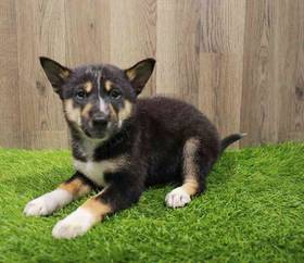Shiba Inu