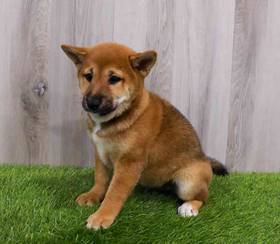Shiba Inu