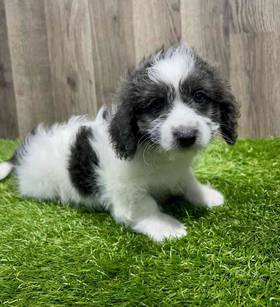 Schweenie