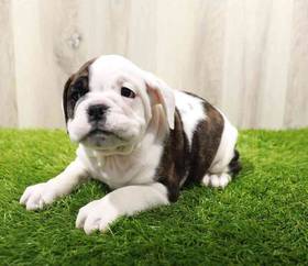 Victorian Bulldog