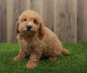 Goldendoodle Mini 2nd Gen