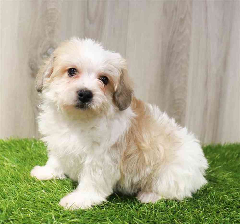 Teddy Bear Puppy for sale Pet Zone Poughkeepsie