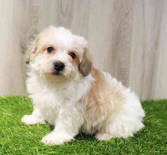 Teddy Bear Puppy for sale Pet Zone Poughkeepsie