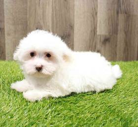 Maltipoo
