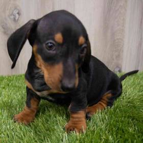 Dachshund