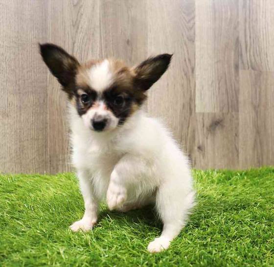 Papillon Puppy for sale Pet Zone Poughkeepsie
