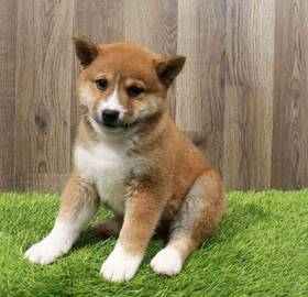 Shiba Inu