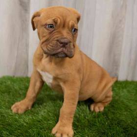 Dogue De Bordeaux