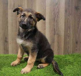 German Shepherd Dog