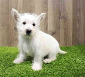 West Highland White Terrier