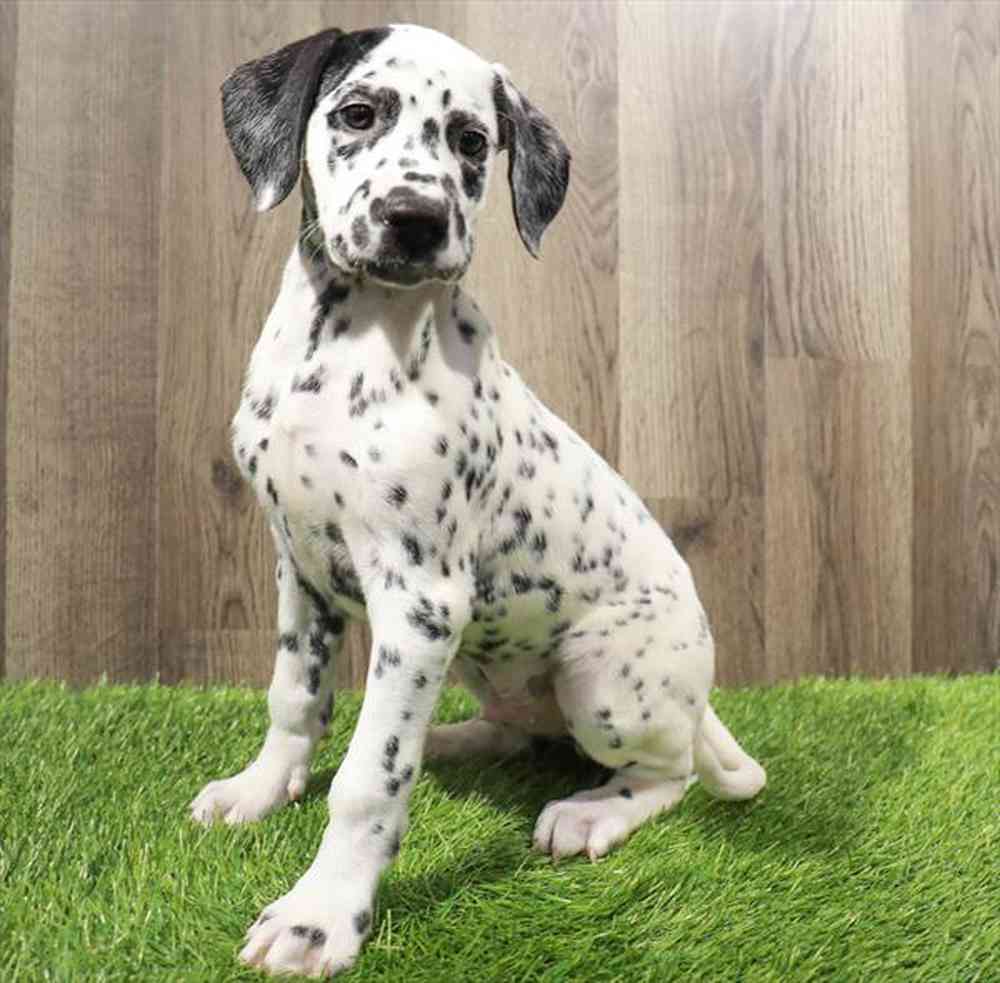 Top dalmation puppies near me Online