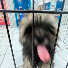 Lhasa Apso