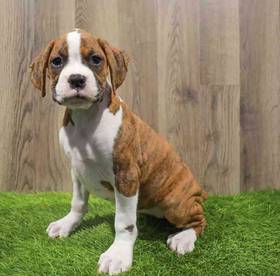 Boxer