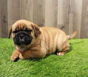 Bullpug