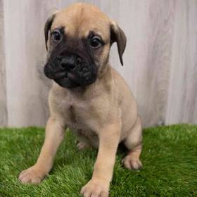 Bullmastiff