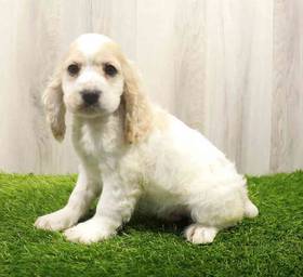 Cocker Spaniel