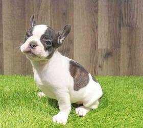 French Bulldog