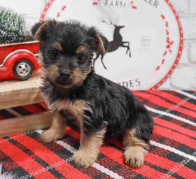 Yorkie