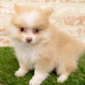 Pomsky