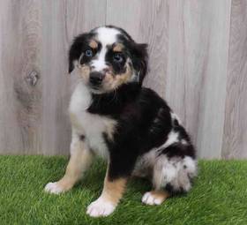 Australian Shepherd