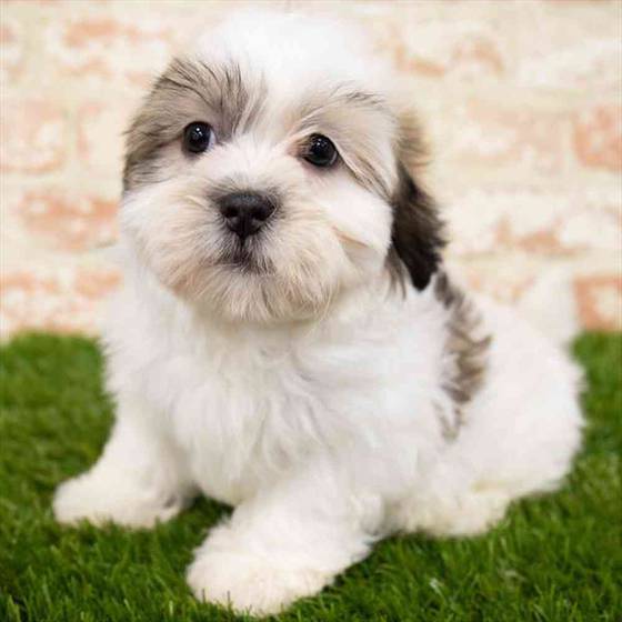 Havashu Puppy for sale Pet Zone Albany