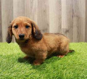 Dachshund