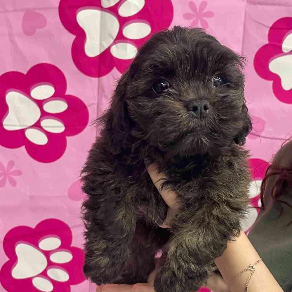 LhasaPoo Puppy for sale Pet Zone Queensbury
